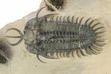 Short-Fork Walliserops Hammi Trilobite - Foum Zguid, Morocco #276169-3